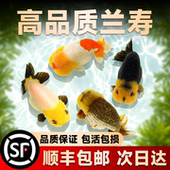 兰寿金鱼活鱼小型国粹精品冷水鱼好养耐活潘氏奶牛玉兔水墨观赏鱼
