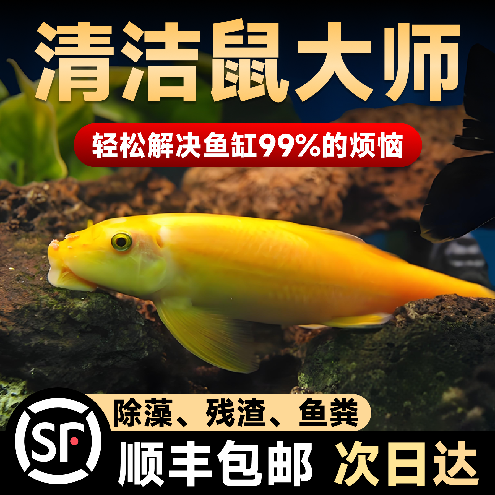 金苔鼠鱼缸淡水鱼清洁鱼热带鱼观赏鱼好养工具鱼老鼠鱼除藻观赏鱼