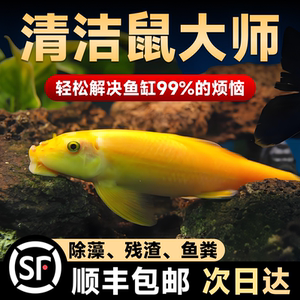 金苔鼠鱼缸淡水鱼清洁鱼