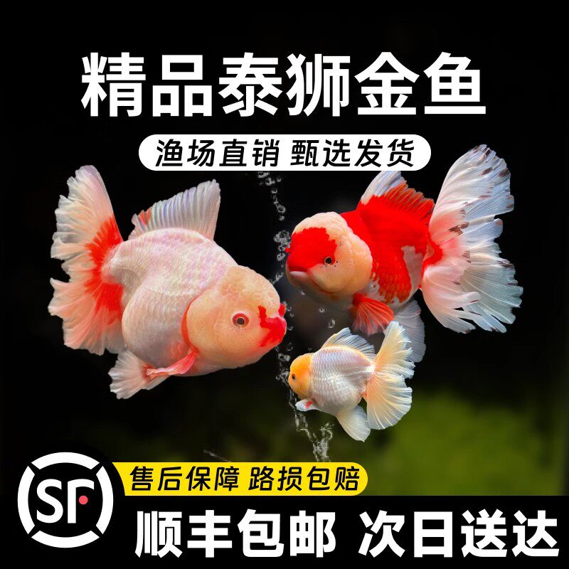 泰狮金鱼兰寿金鱼活鱼百褶泰狮起运好养淡水冷水鱼观赏鱼国粹鱼苗