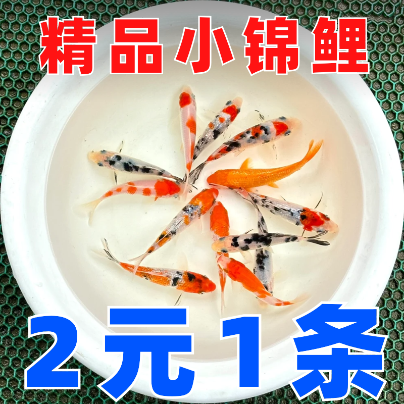 好养活耐活锦鲤活鱼观赏鱼冷水淡水鱼小金鱼苗小型鱼苗锦鲤鱼苗