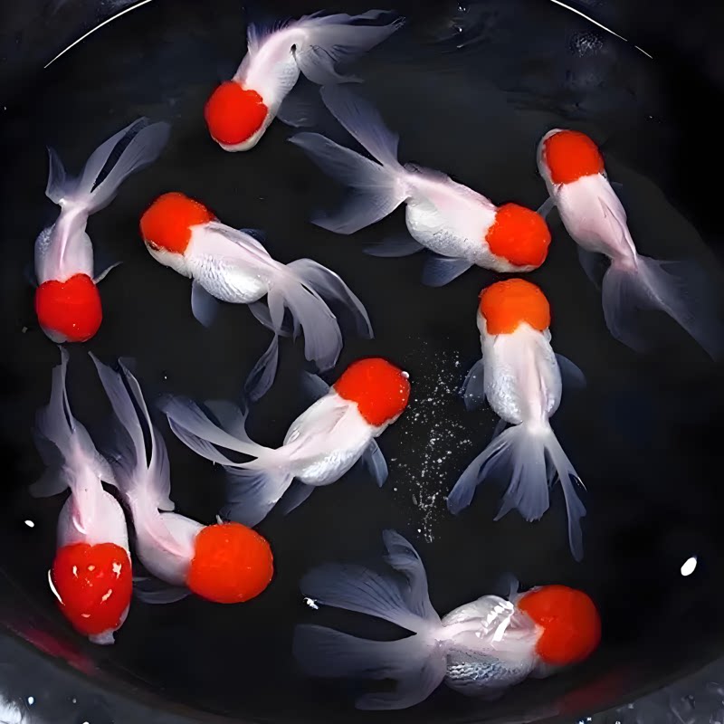 鹤顶红狮子头金鱼顺丰包邮包活图片