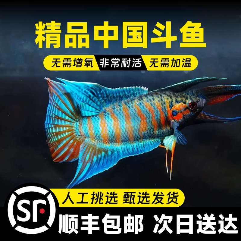 中国斗鱼活鱼观赏鱼普叉冷水鱼繁殖淡水原生鱼好养耐活鱼苗活体