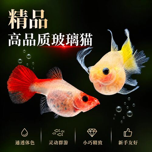 玻璃猫活体观赏鱼招财元宝体加氧