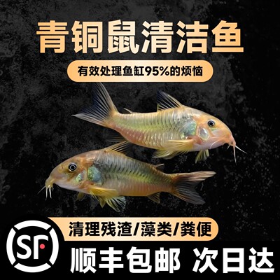 金苔鼠老鼠鱼清道夫热带观赏鱼