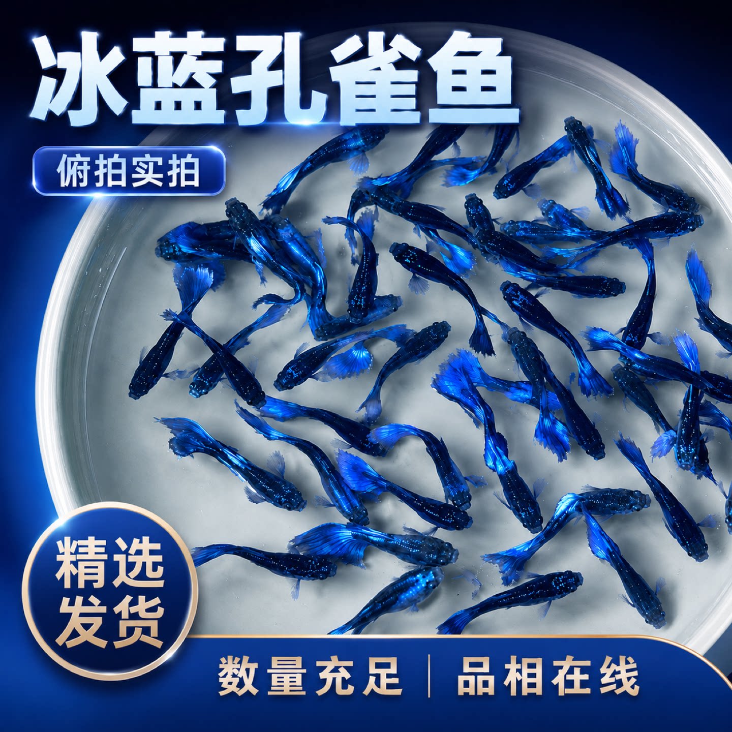 冰蓝孔雀鱼精品纯种好养耐活鱼观赏鱼热带淡水鱼小型凤尾临产孕母