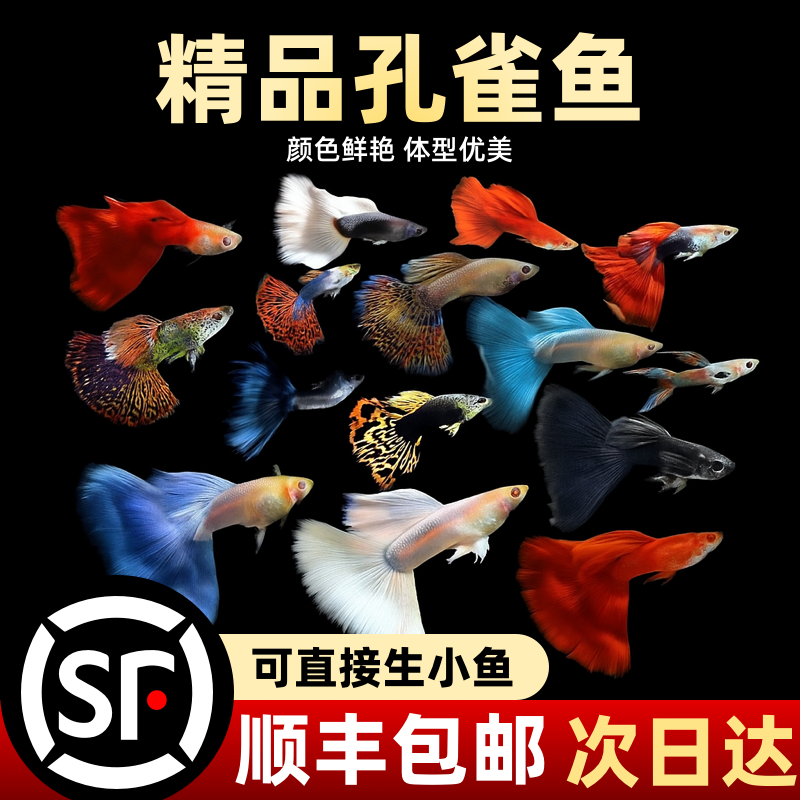孔雀鱼纯种观赏鱼小型淡水好养热带鱼活体天空蓝白活体凤尾