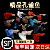 孔雀鱼纯种观赏鱼小型淡水好养热带鱼活体天空蓝白活体凤尾