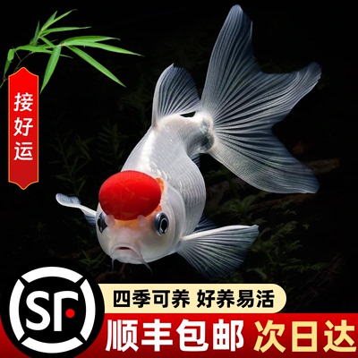 金鱼观赏鱼丹顶红金鱼冷水鱼