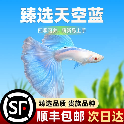 渔贝达天空蓝孔雀鱼热带观赏鱼小