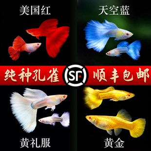 冰蓝孔雀鱼热带纯种观赏鱼小型淡水好养耐活斑马精品胎生凤尾小鱼