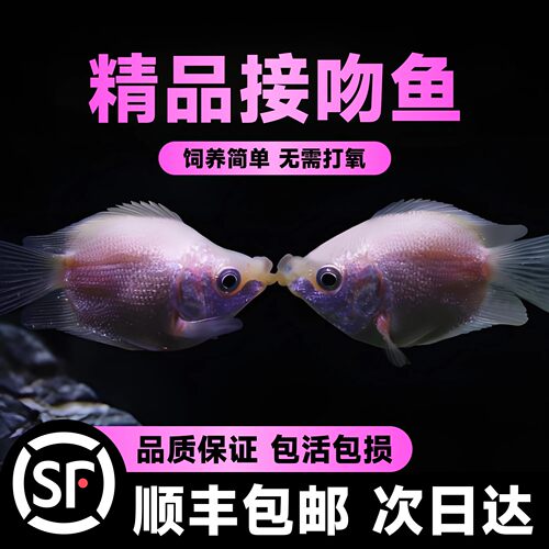 接吻鱼观赏鱼金鱼活鱼亲嘴鱼