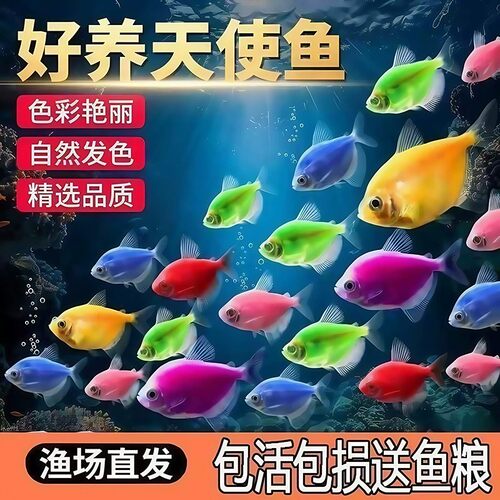 纯天然天使鱼热带淡水鱼草缸群游