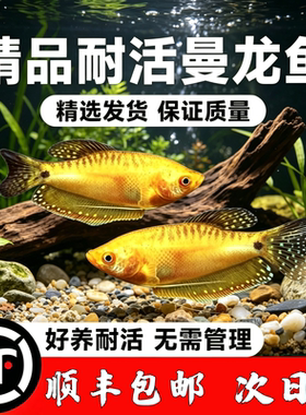 精品耐活曼龙鱼黄色观赏鱼淡水小型鱼好养无需管理包邮耐活好养