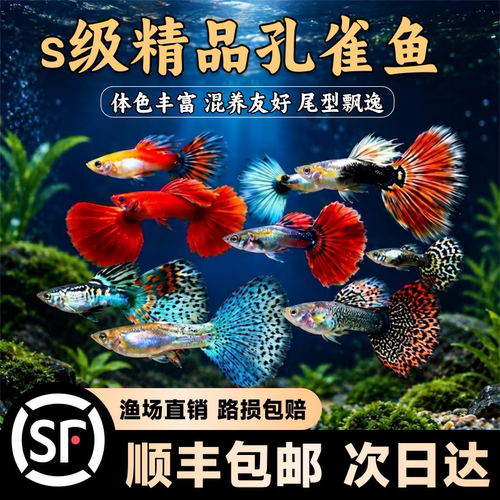 纯种孔雀鱼热带观赏鱼包活包邮