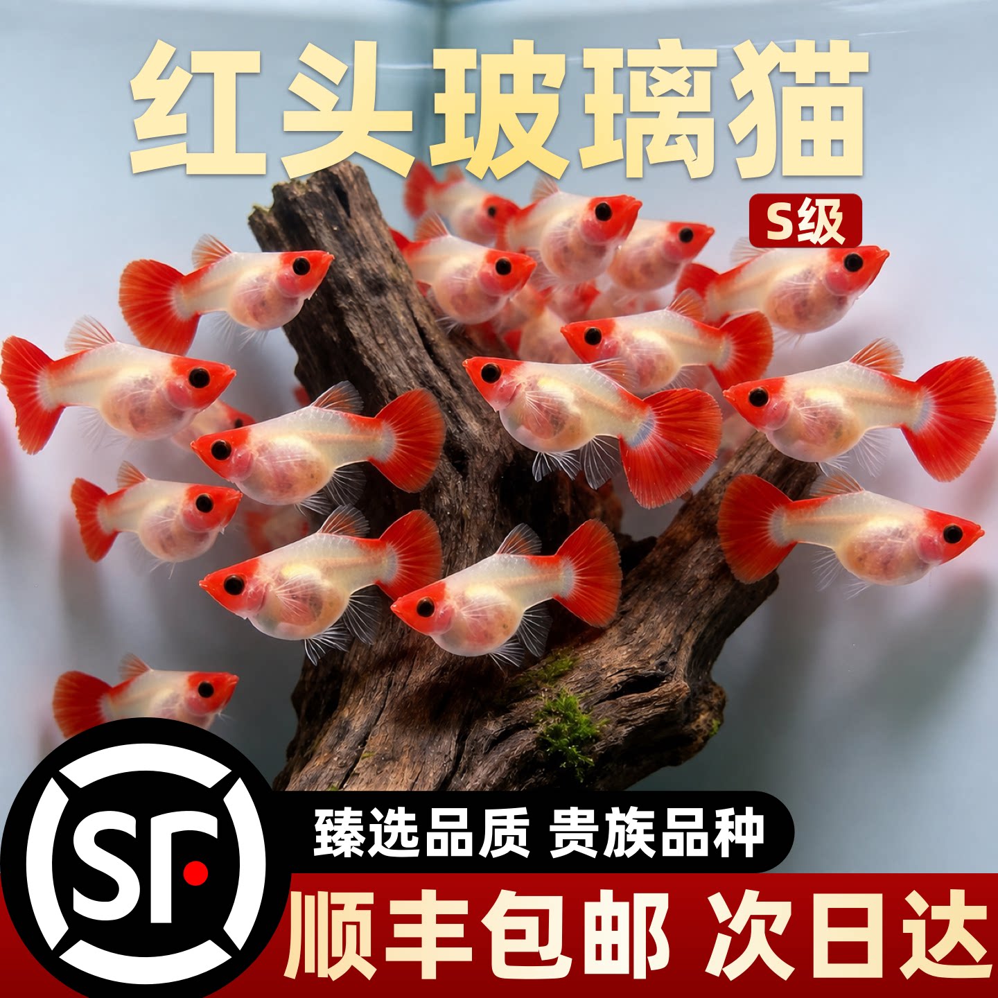 精品纯种红头玻璃猫孔雀鱼热带观赏鱼活鱼苗临产孕母好养耐活群游图片