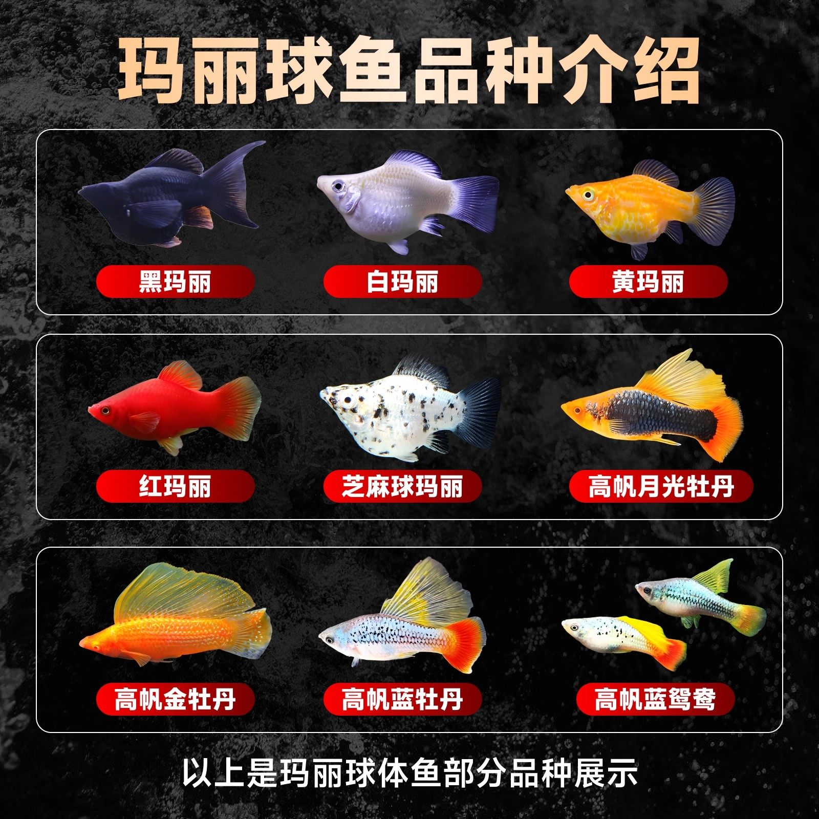 玛丽鱼皮球玛丽鱼米奇鱼胎生鱼孔雀鱼小型怀孕繁殖热带淡水观赏鱼