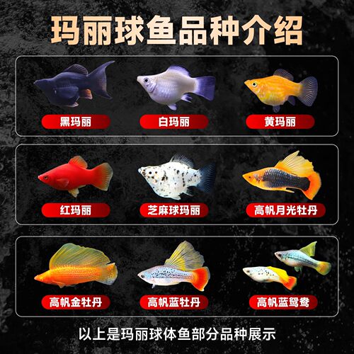 玛丽鱼皮球米奇鱼胎生鱼