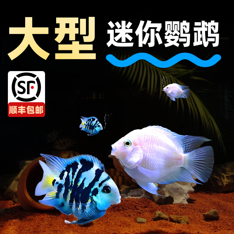 热带观赏鱼迷你鹦鹉鱼苗小型淡水好养活体宝蓝白金种鱼一对繁殖组