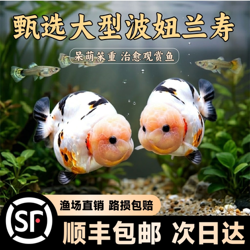 波妞兰寿金鱼活体鱼苗场直销包邮