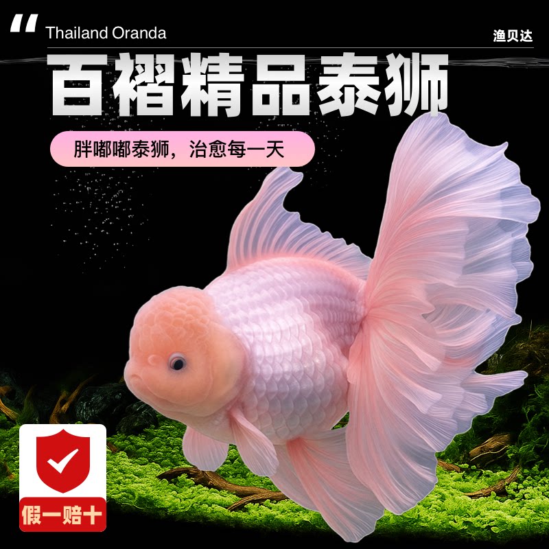 泰狮金鱼兰寿金鱼活鱼百褶泰狮起运好养淡水冷水鱼观赏鱼国粹鱼苗