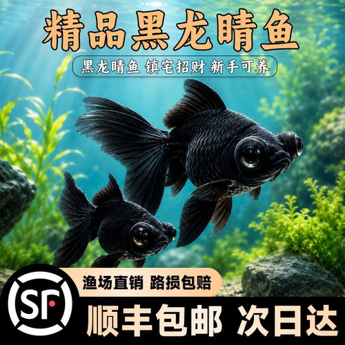 渔贝达黑龙睛活体观赏鱼镇宅招财