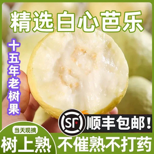 福建软心奶油番石榴芭乐鸡屎果新鲜现摘当季 包邮 水果5斤 顺丰