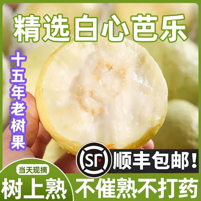 【顺丰包邮】福建软心奶油番石榴芭乐鸡屎果新鲜现摘当季水果5斤