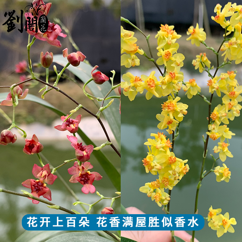 色香水文心兰带超多花苞出售 梦香兰花苗好养花卉绿植室内盆栽