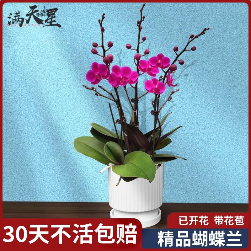 满天红蝴蝶兰一抹红观赏兰花期长真花好养客厅摆件盆栽绿植满天星