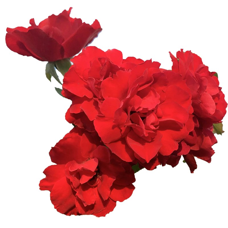 鲁硕红爬藤蔷薇花藤本月季花特大花浓香四季庭院爬藤大苗庭院新品