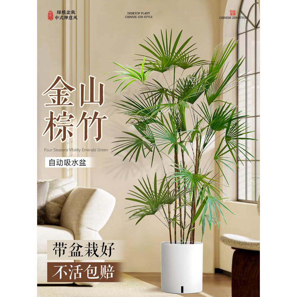 大型棕植物金山子竹细叶客厅绿植竹盆4.30dvza办公栽室内落地大号