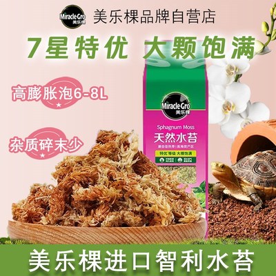 美乐棵智利水苔进口毛毛虫水苔柱干苔藓蝴蝶兰专用土乌龟冬眠垫材