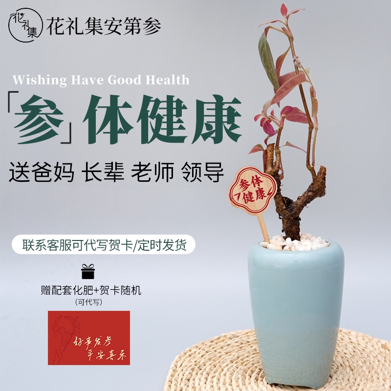 顺丰参体健康中秋节长辈生日礼物花礼集安第参人参树盆栽情侣绿植