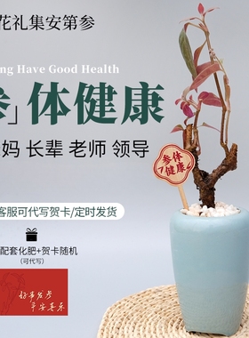 【新年祝寿乔迁生日礼物】安第参人参盆栽｜参体健康一参一世绿植