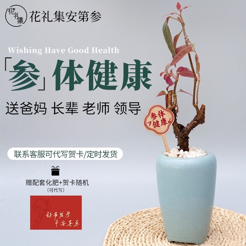 【安第参参体健康人参盆栽】母亲节送妈妈长辈好寓意绿植生日礼物