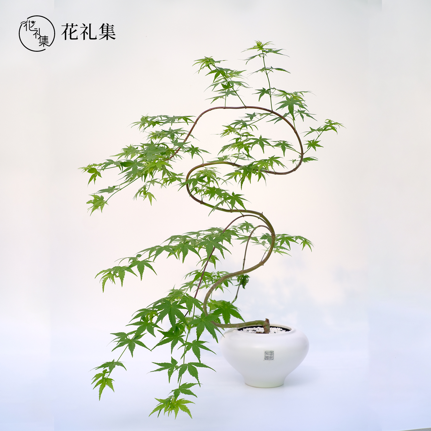 正宗小叶紫檀盆景老桩真树室内办公室阳台别墅庭院好养绿植大盆栽