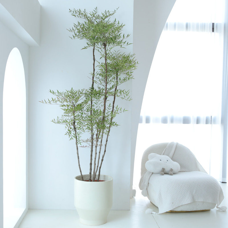 大型南天竹老桩南天竺禅s意造型绿植庭院造景阳台客厅室内植物盆