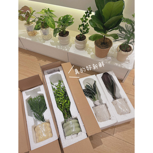 速发解忧花筒室内物植桌面小盆栽南洋杉九绿四季好养植里花