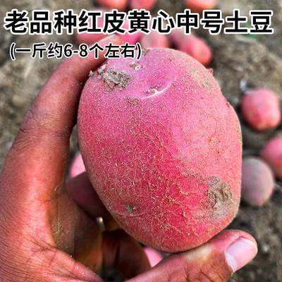 红皮土豆老品种黄心云南农家火山灰土壤新鲜现挖粉糯沙面皮薄中号