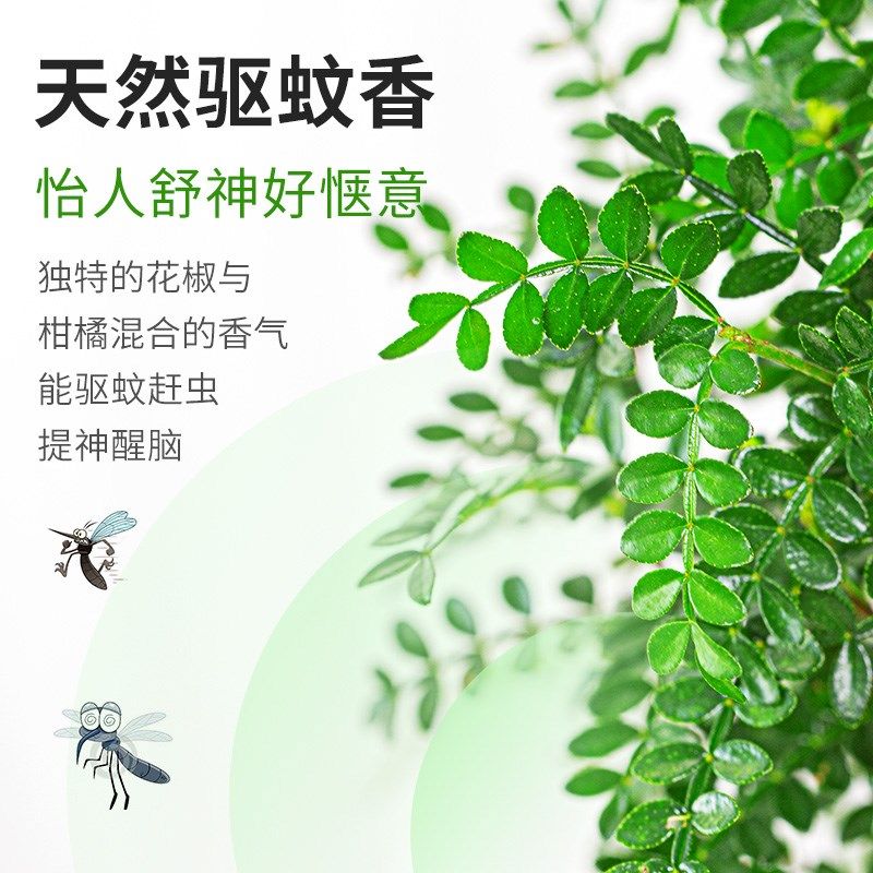 速发正宗清香胡椒木盆栽花卉室内老桩驱蚊草植物盆景蛋糕装饰绿植