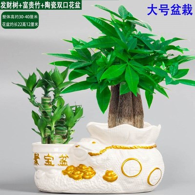速发发财树小盆栽室内花卉绿植植物摆件三杆办公室桌面花卉花易养