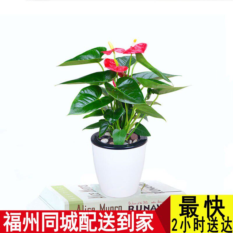 速发红掌大盆栽水培室内前台办公室观花植物室内懒人盆开花不断花