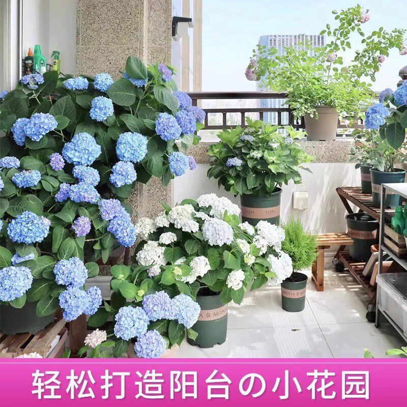 速发绣球花苗无尽夏四季开花不断绣球花盆栽庭院好养的花卉植物室
