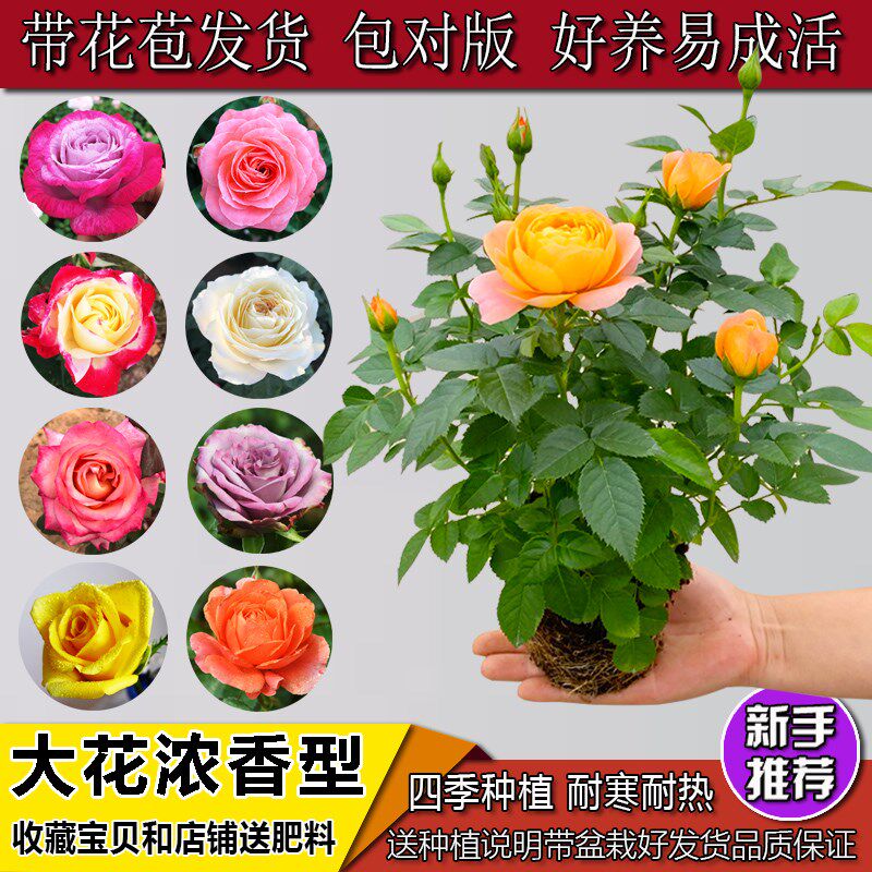 速发果汁台月季盆栽四季开花卉玫瑰带花苞台庭院爬藤植物蔷薇