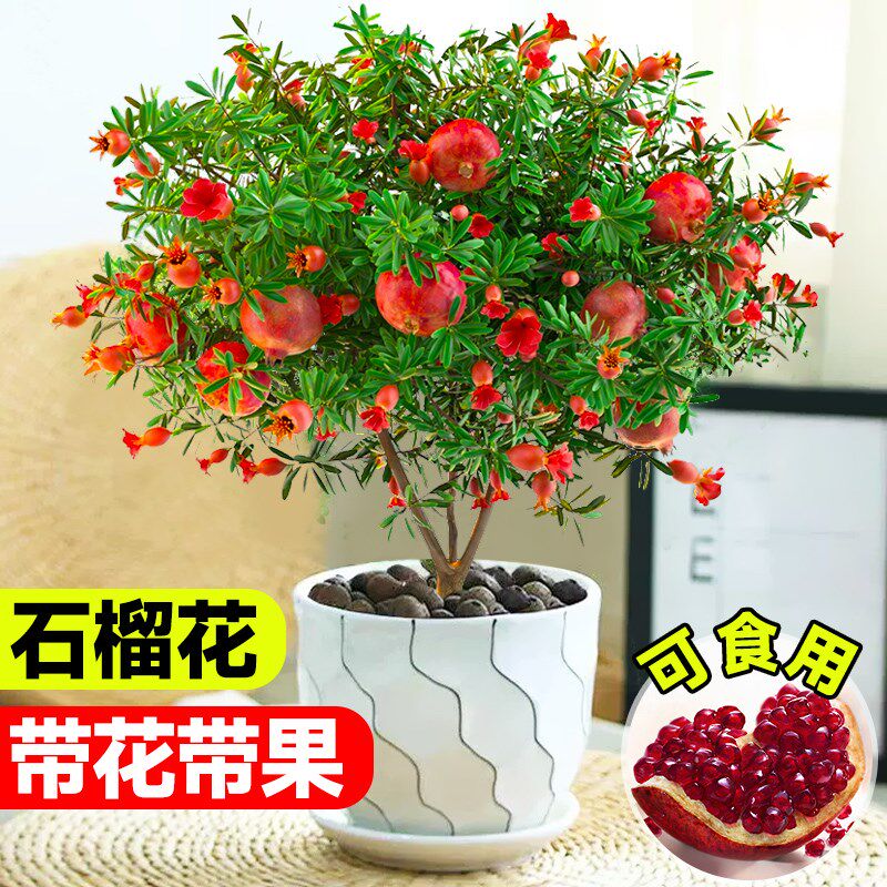 速发石榴花苗盆栽带果发货室内花卉观赏庭院老桩盆景绿植物年宵花