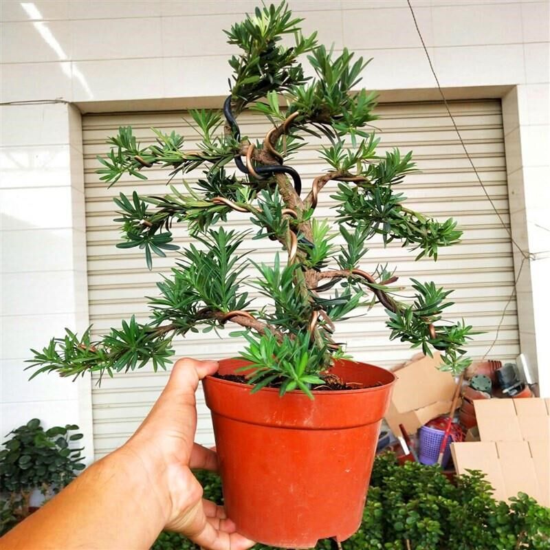 速发精品雀舌罗汉松盆景老桩造型树绿植四季常青花卉客厅摆件观茎