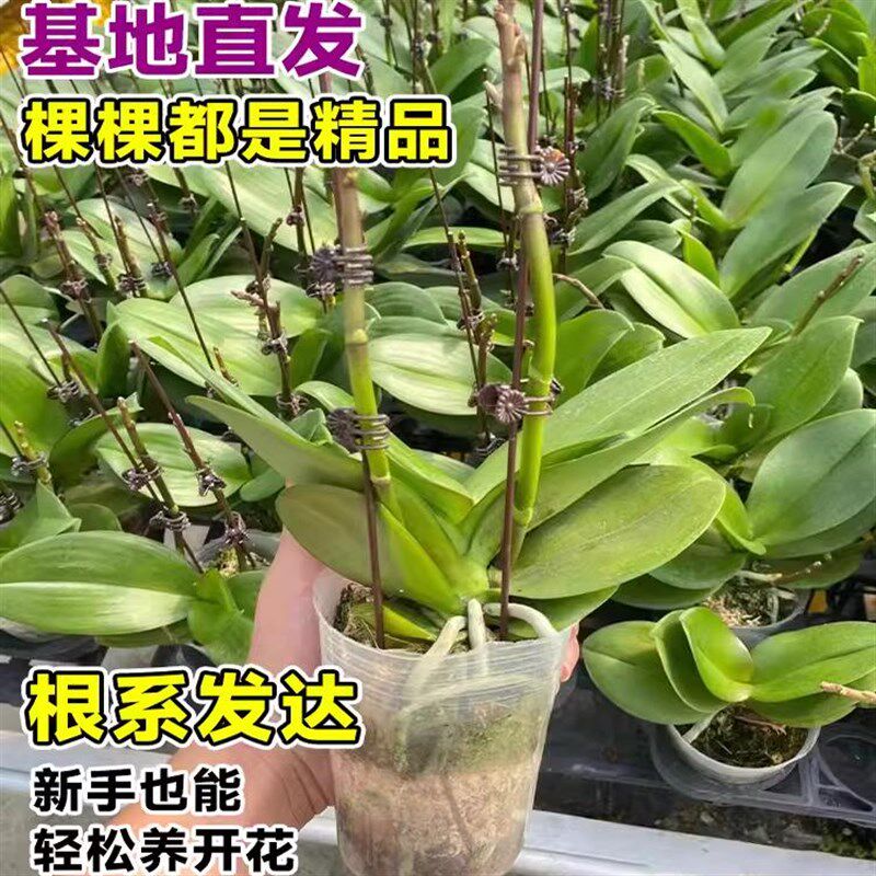 速发1.5寸蝴蝶兰花苗盆栽带花剑大苗客厅花卉观花植物室内花苞