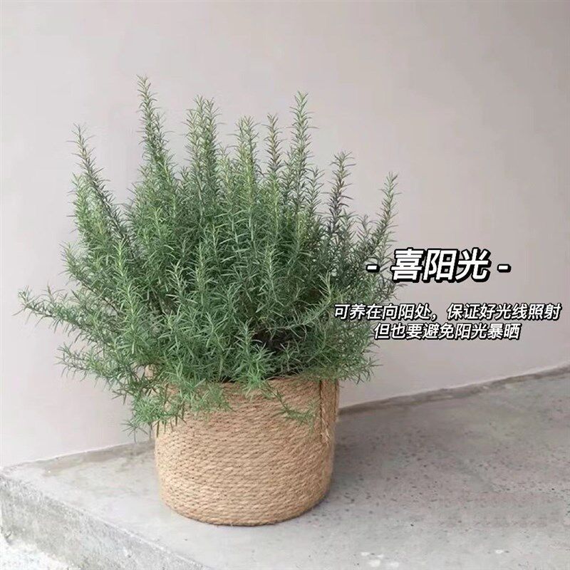 速发可食用迷迭香盆栽新鲜食用煎牛排香草客厅台庭院带香味驱蚊绿