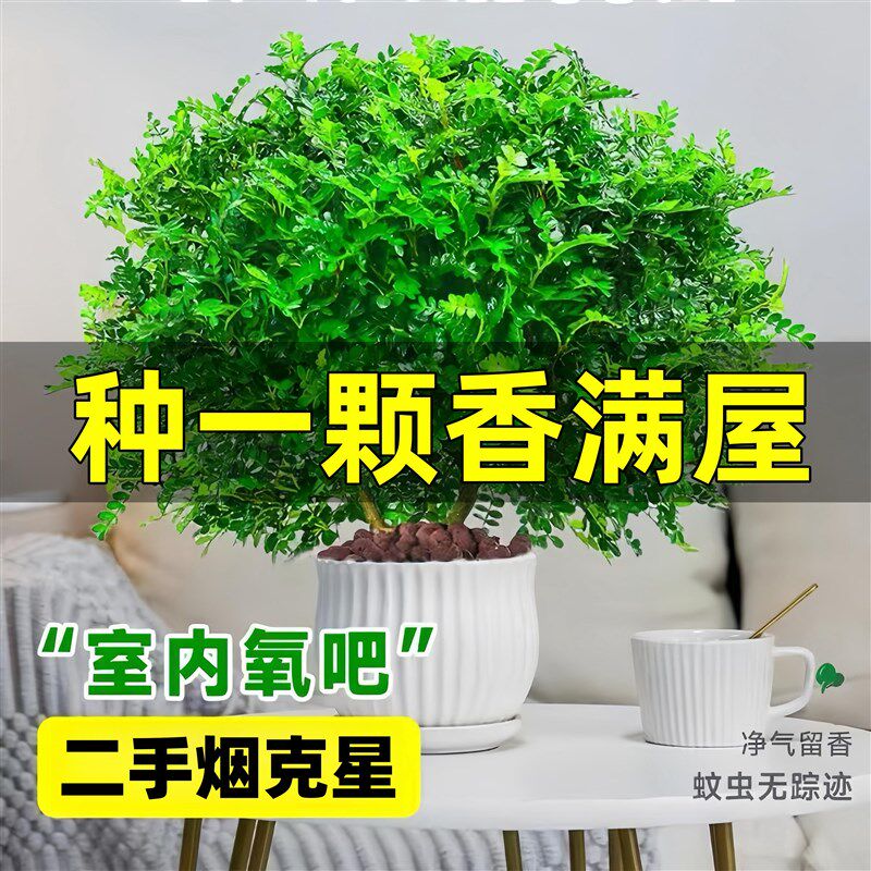 速发正宗清香胡椒木盆栽花卉室内外驱蚊草植物老桩盆景九里香绿植